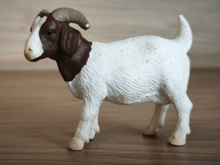 Koza burská 13259, model 2001